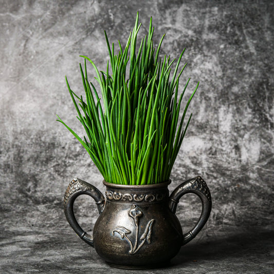 Herb - Chives