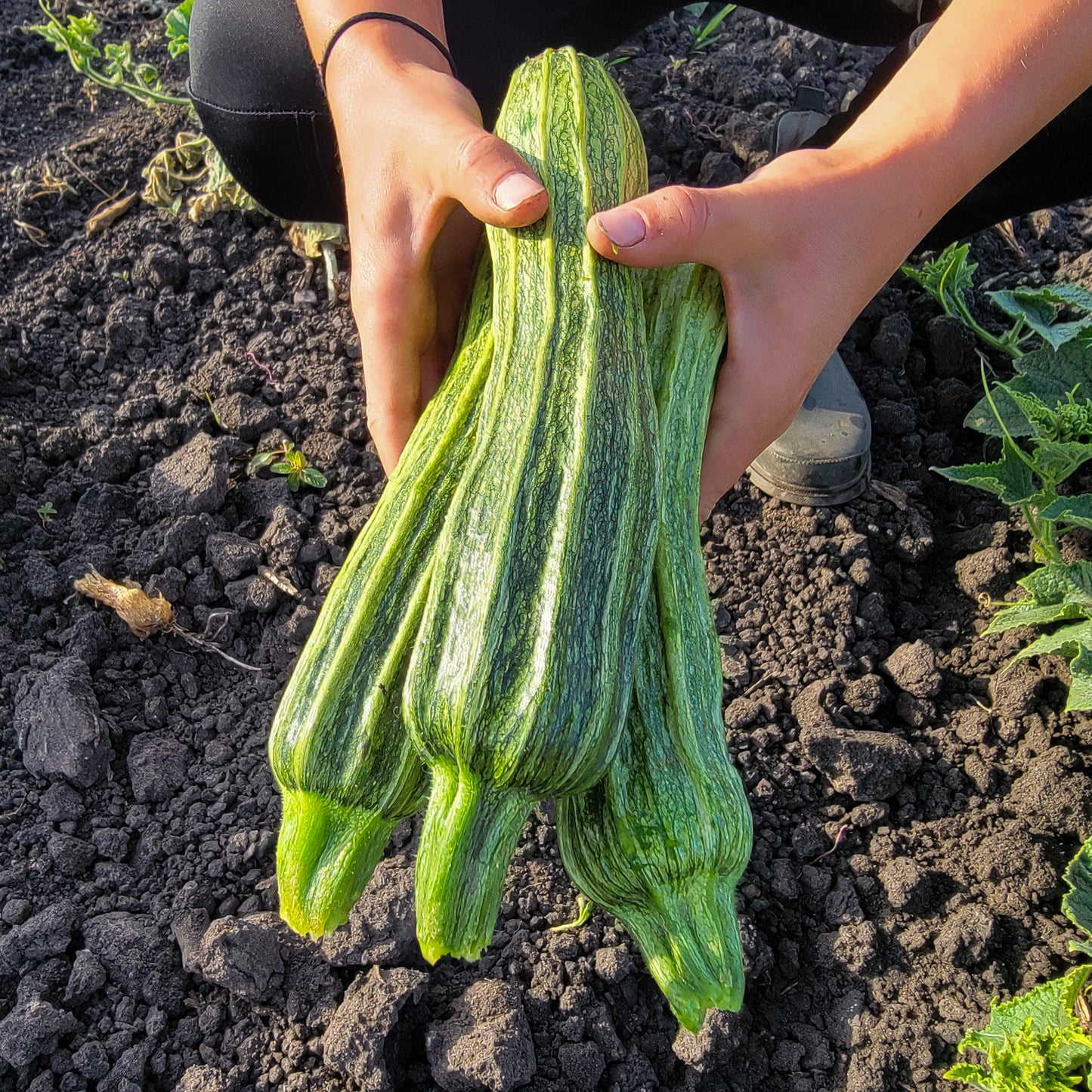 Zucchini - Costata Romanesco