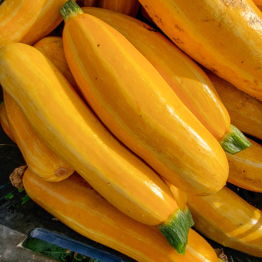 Zucchini - Yellow