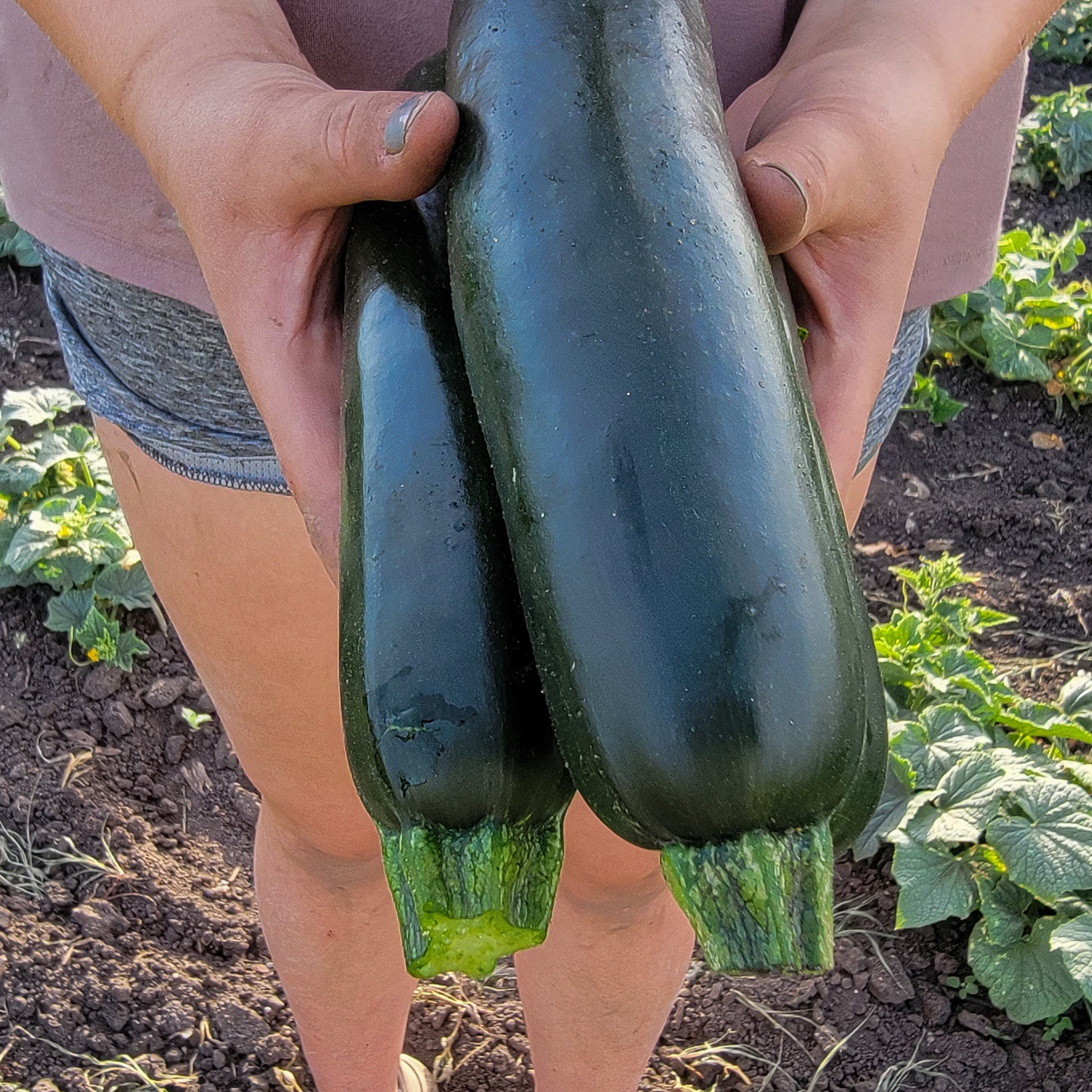 Zucchini - Green