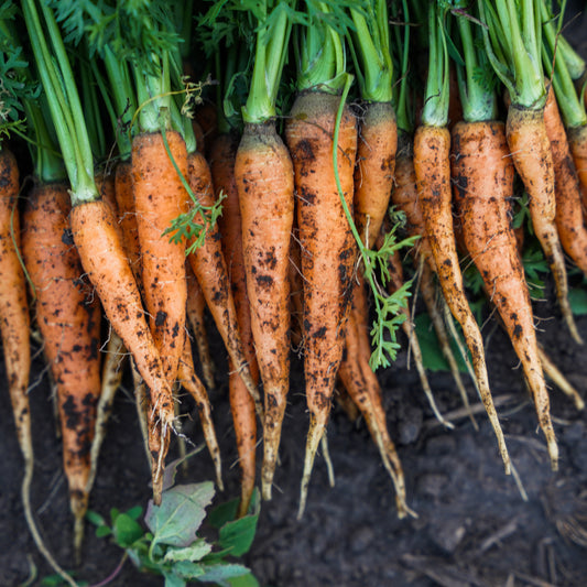 Carrot - Orange - Bunch