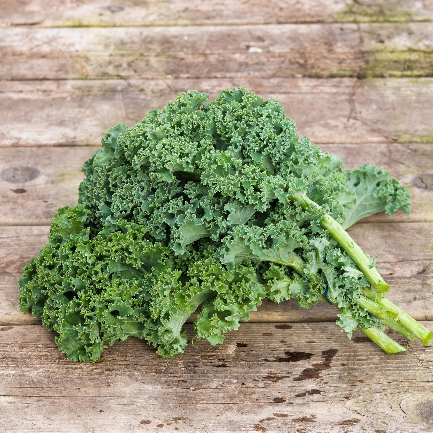 Kale - Curly