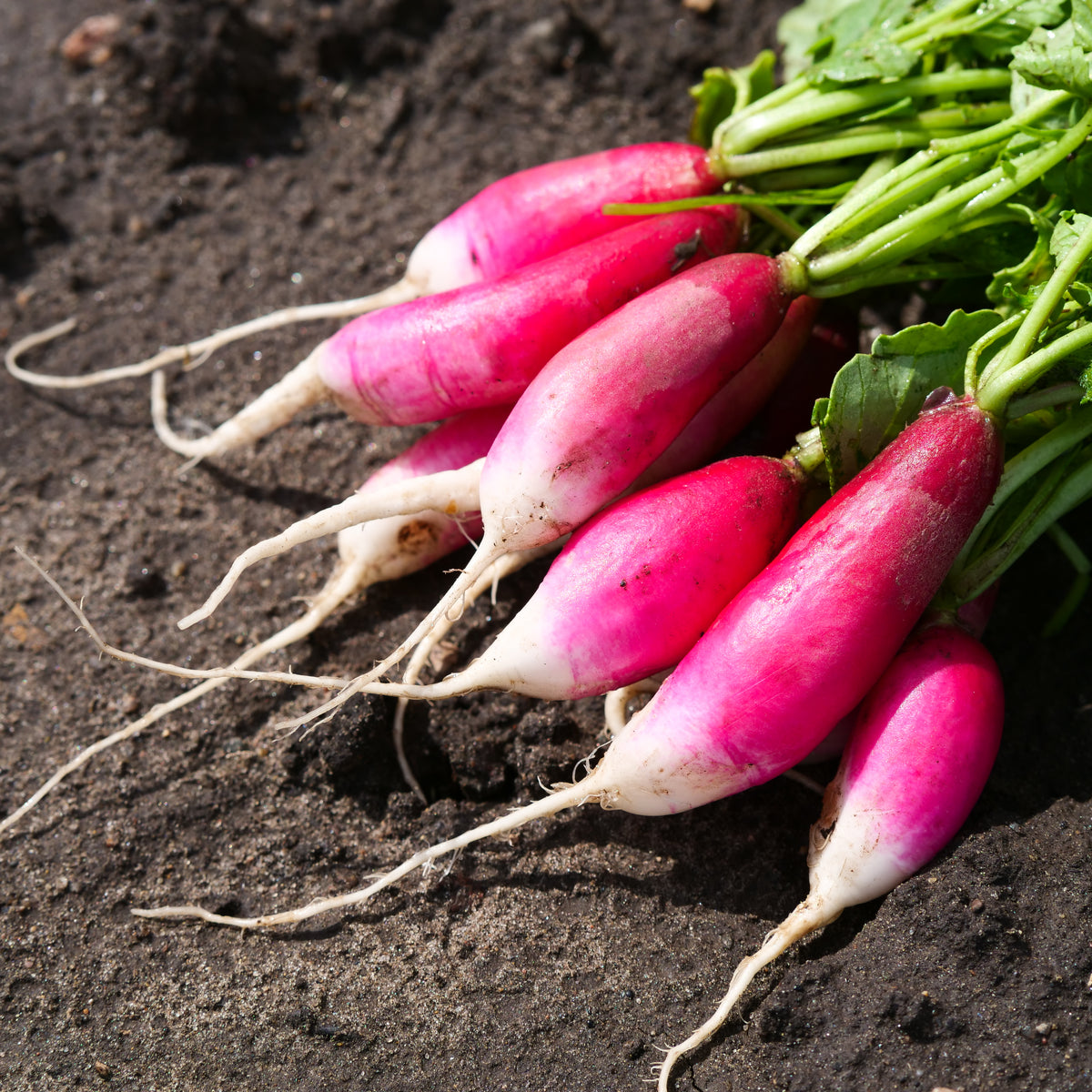 Radish - French Breakfast