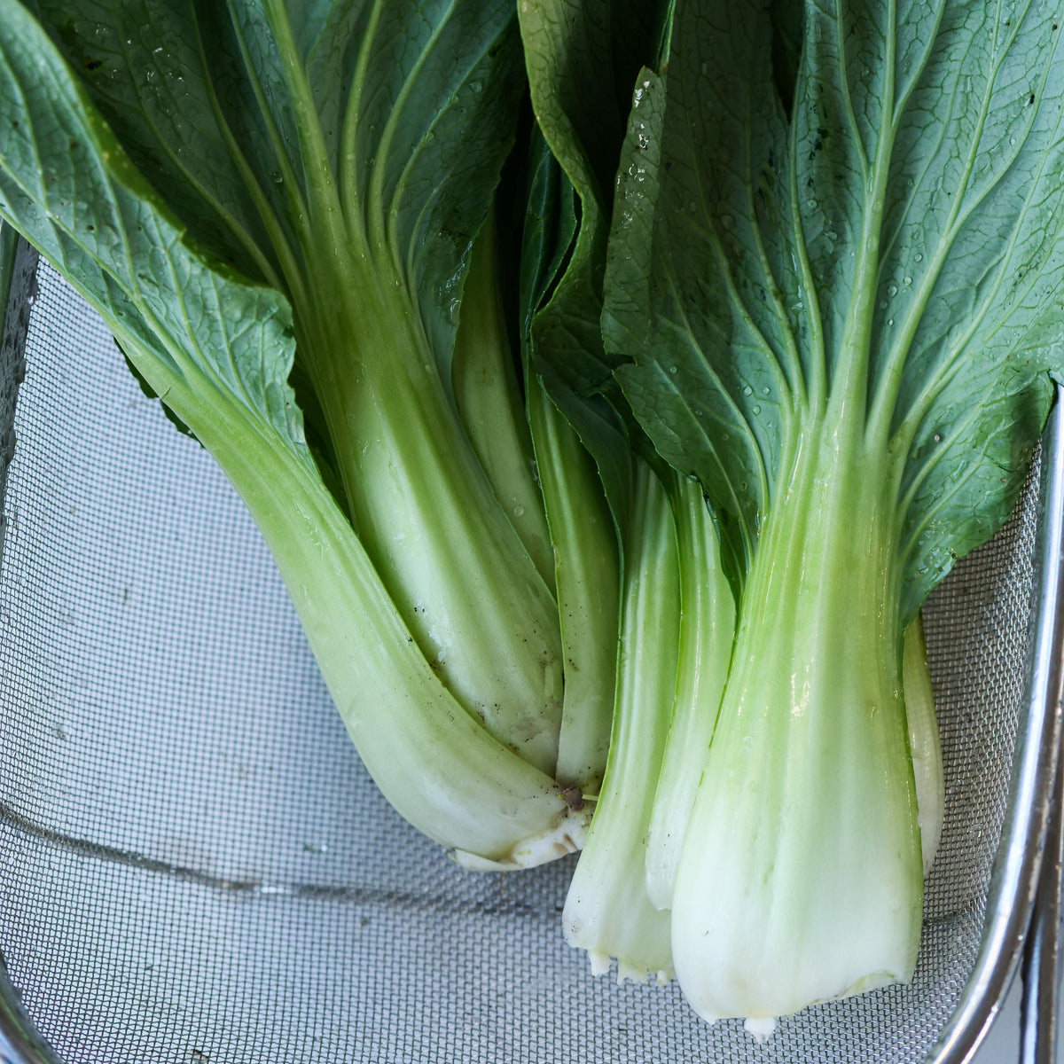 Bok Choy - Black Summer