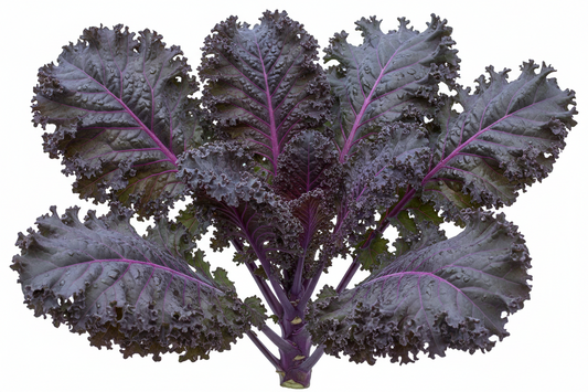 Kale - Scarlet