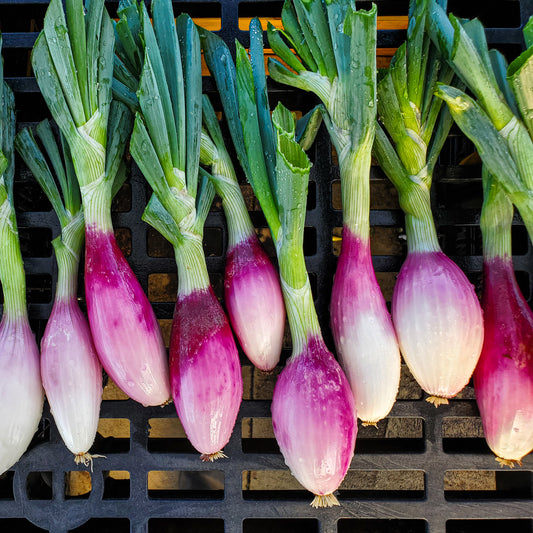 Onion - Long Red Florence