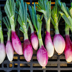 Onion - Long Red Florence