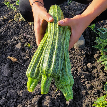 Zucchini - Costata Romanesco