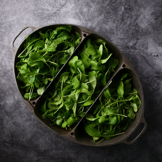 Arugula - Baby Leaf