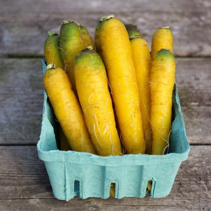 Carrot - Gold Nugget