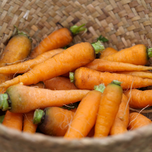 Carrot - Orange - Bunch