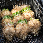 Celeriac