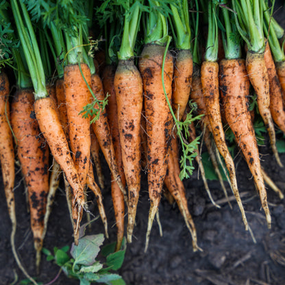Carrot - Orange - Bunch
