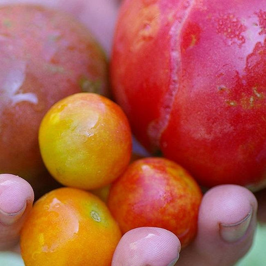 Bulk Tomatoes - 10lbs Assorted Heirloom - Limited Qty Each Week