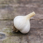 Garlic - Armenian