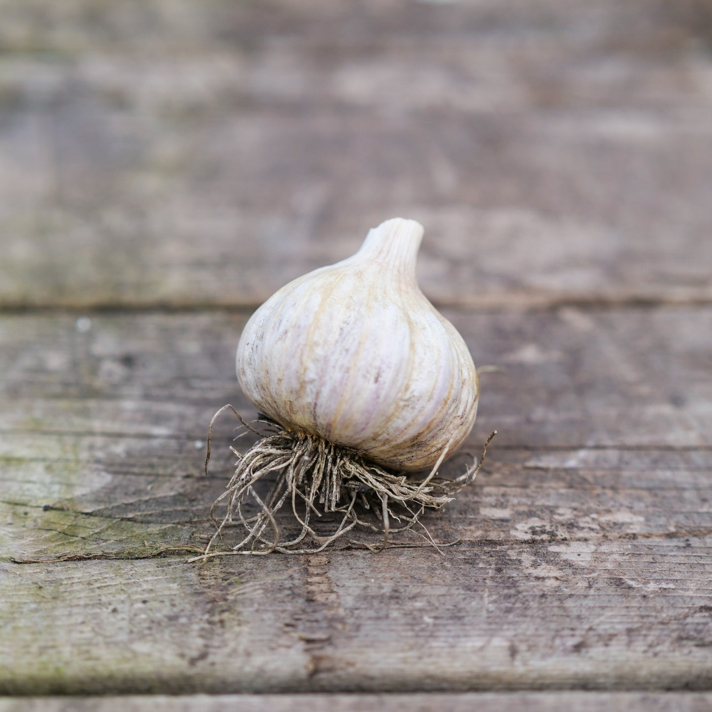 Garlic - Georgian Fire