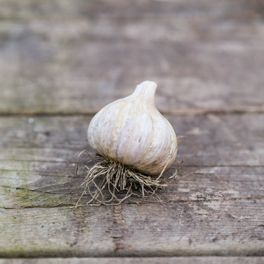 Garlic - Georgian Fire