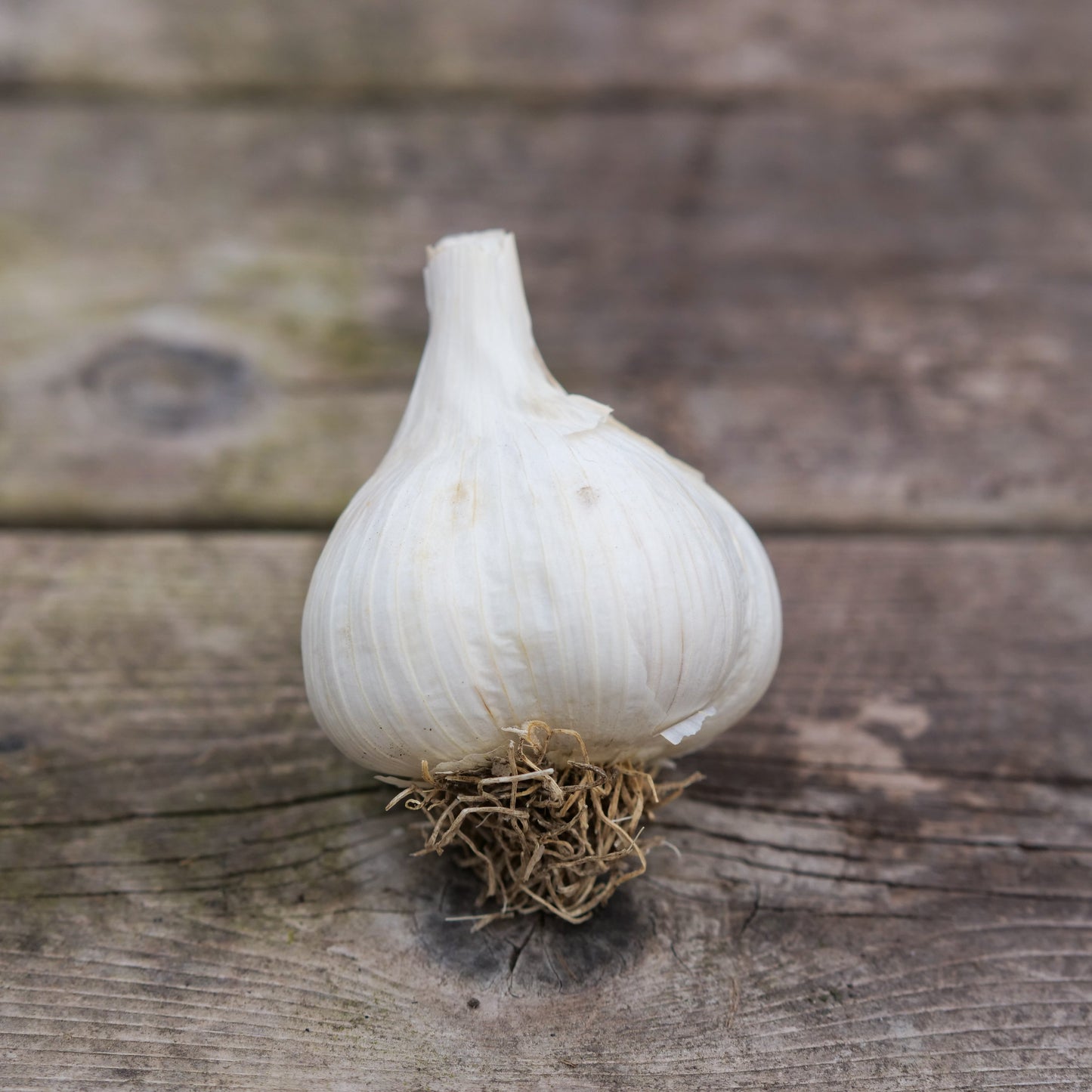 Garlic - German Extra Hardy
