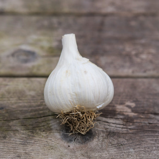 Garlic - German Extra Hardy