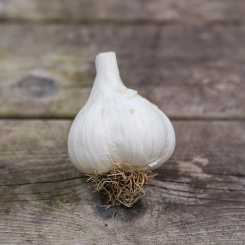 Garlic - German Extra Hardy