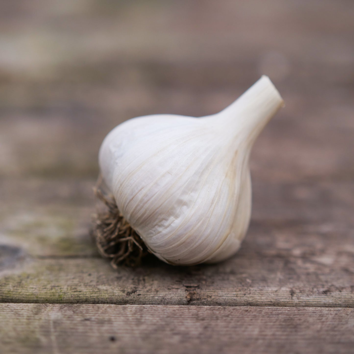 Garlic - Music