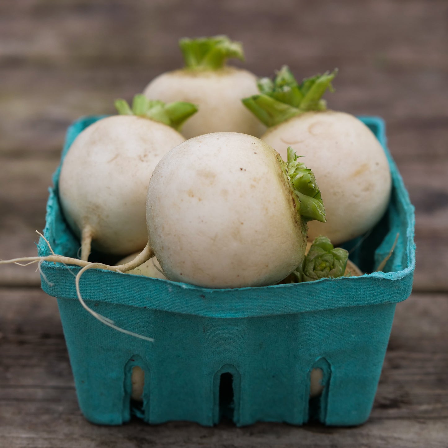 Turnip - Hakurei