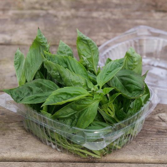 Herb - Basil