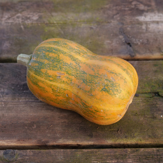 Squash - Honeynut