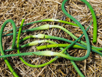 Garlic Scapes