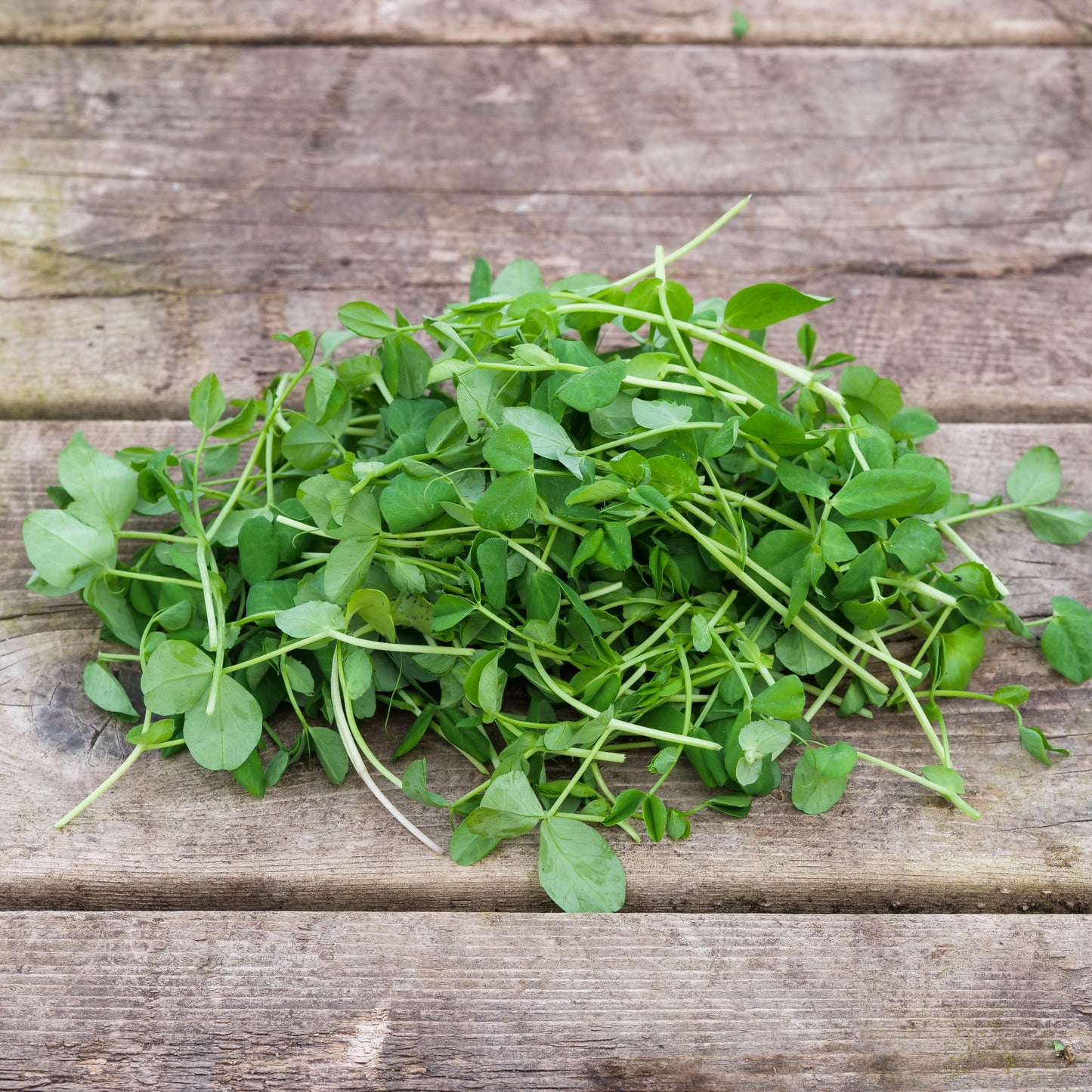 Microgreens - Pea Shoots