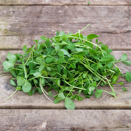 Microgreens - Pea Shoots