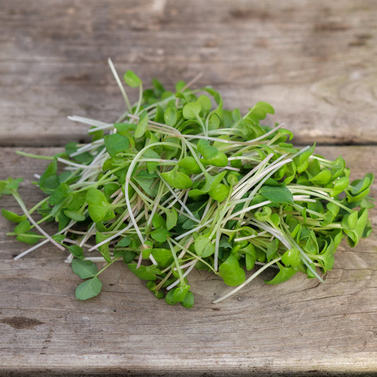 Microgreens - Radish Shoots