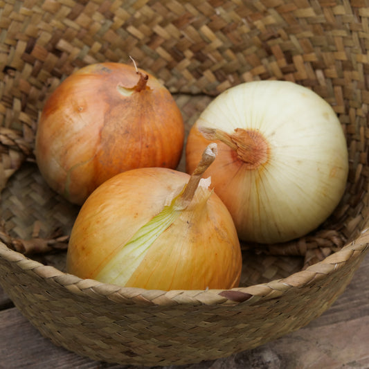 Onion - Yellow