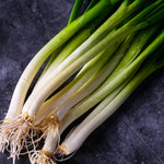 Onion - Scallion