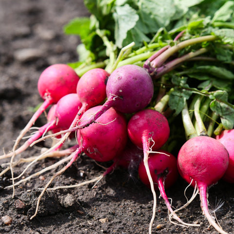 Radish - Cherry Belle