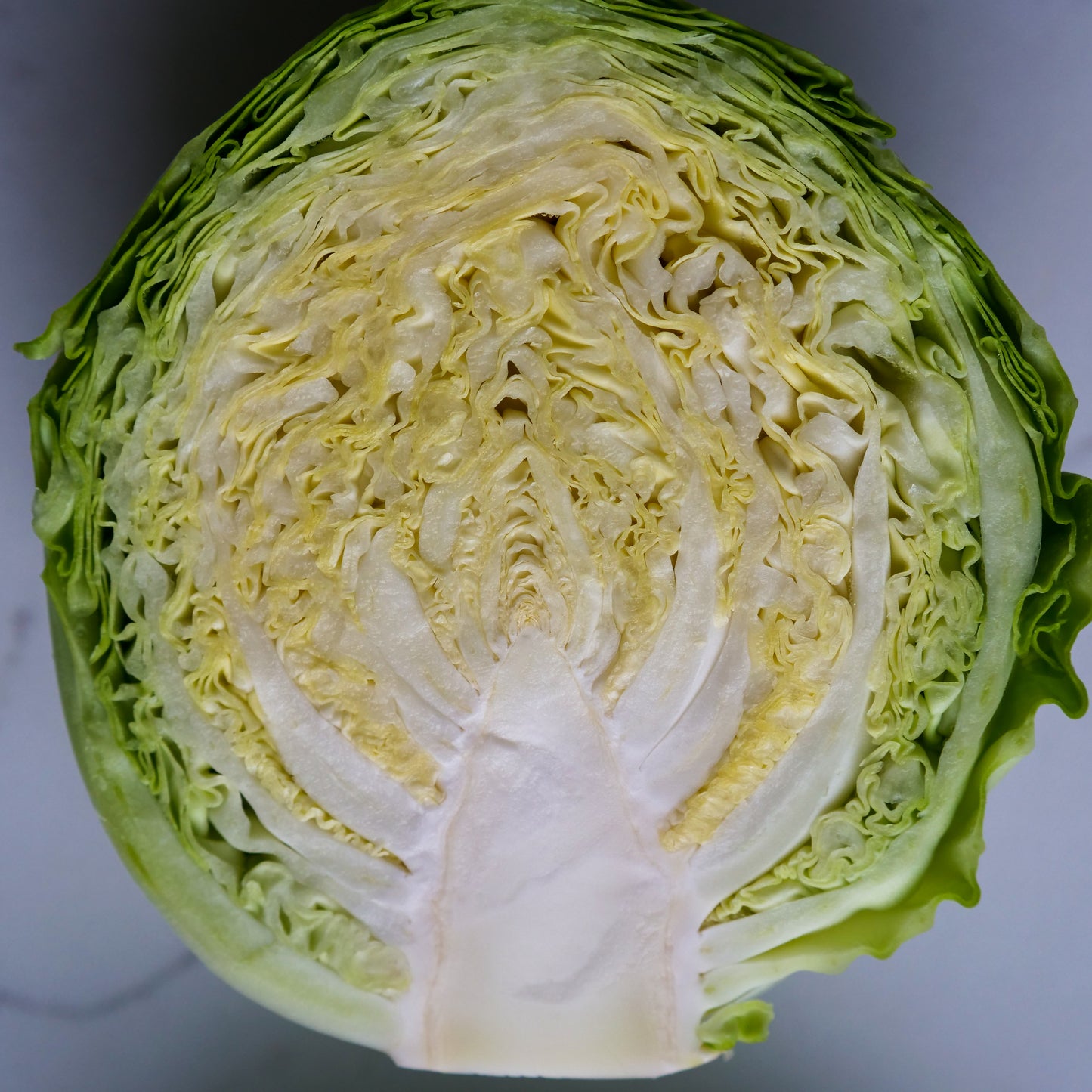 Cabbage - Green
