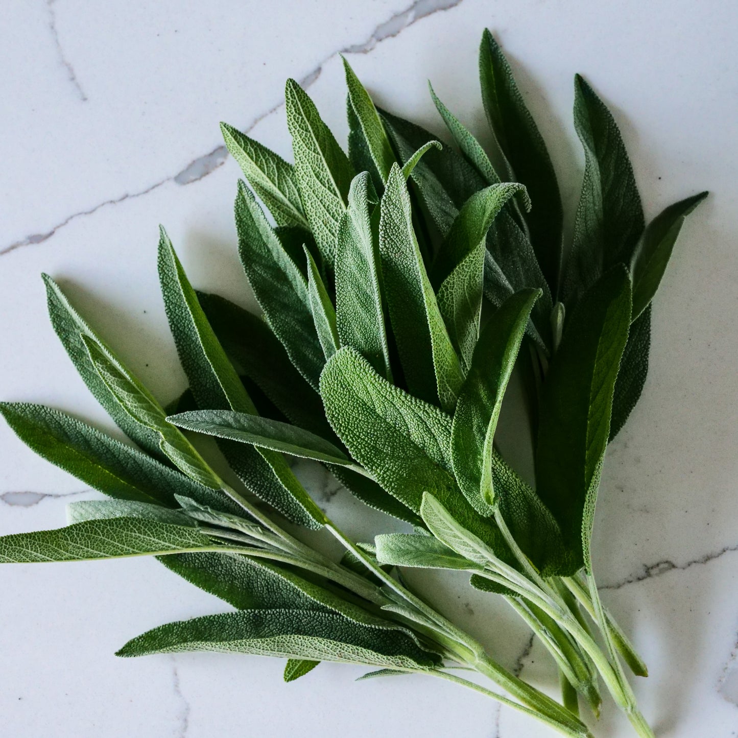 Herb - Sage
