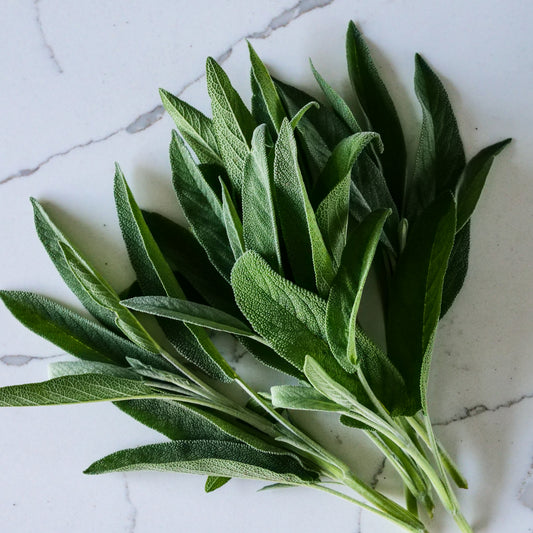 Herb - Sage