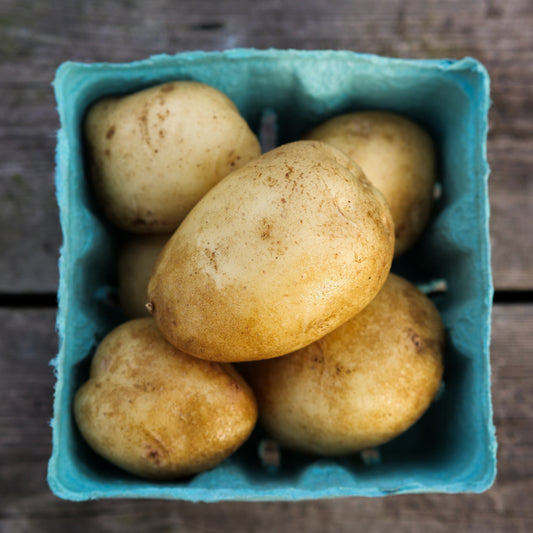 Potato - Dakota Pearl
