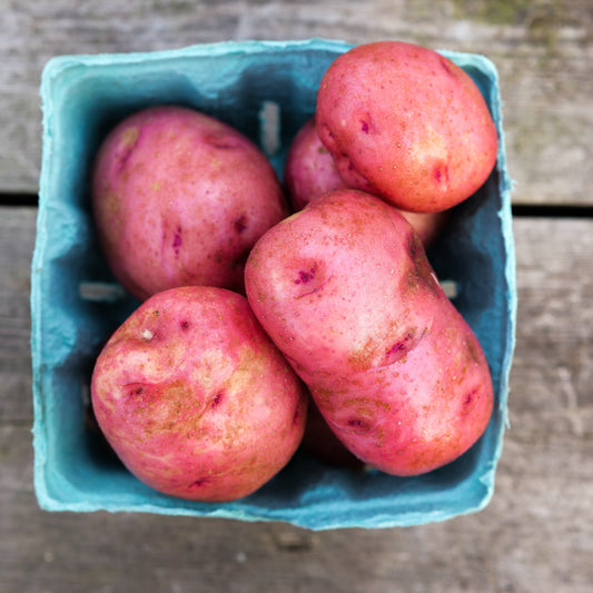 Potato - Red Pontiac