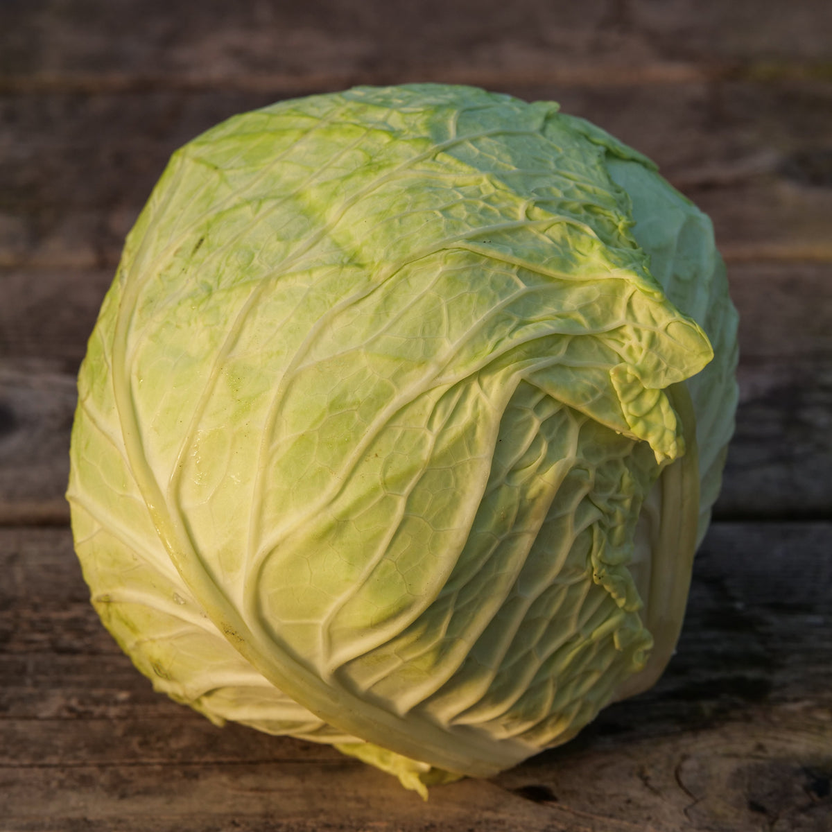 Cabbage - Savoy