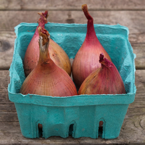 Onion - Shallots