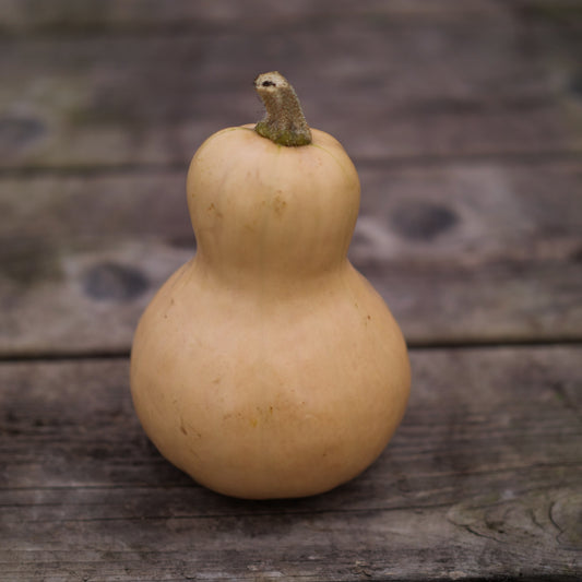 Squash - Butter Baby