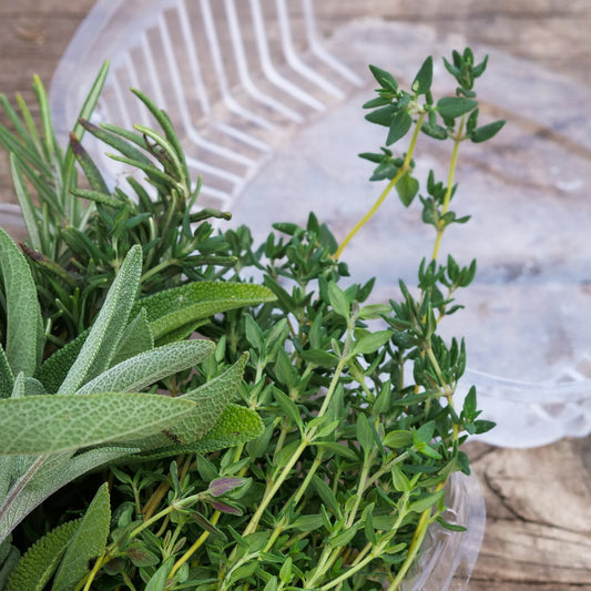 Herb - Thyme