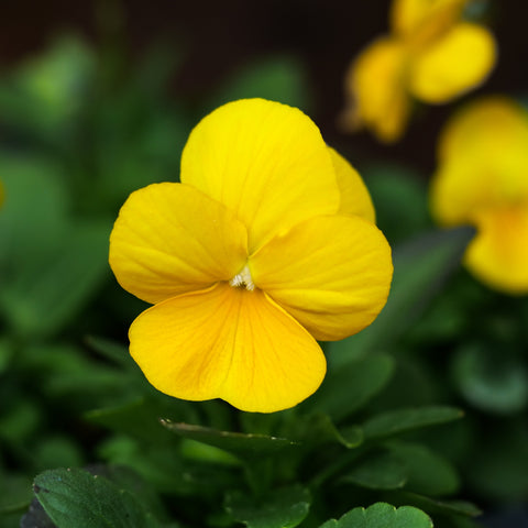 Edible Flowers