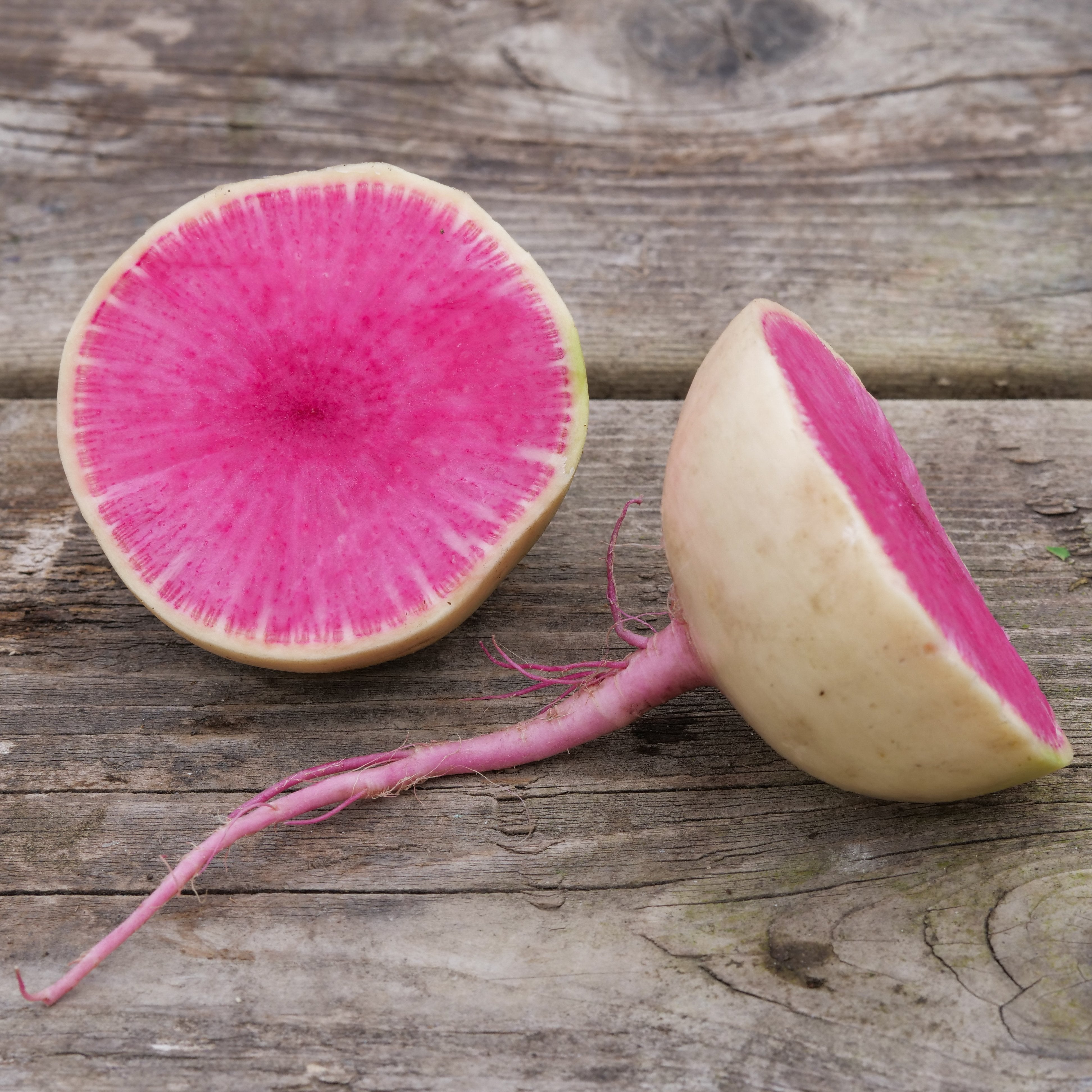 Radish - Watermelon – Tangletown Gardens Farm Direct Radish - Watermelon – Tangletown Gardens Farm Direct